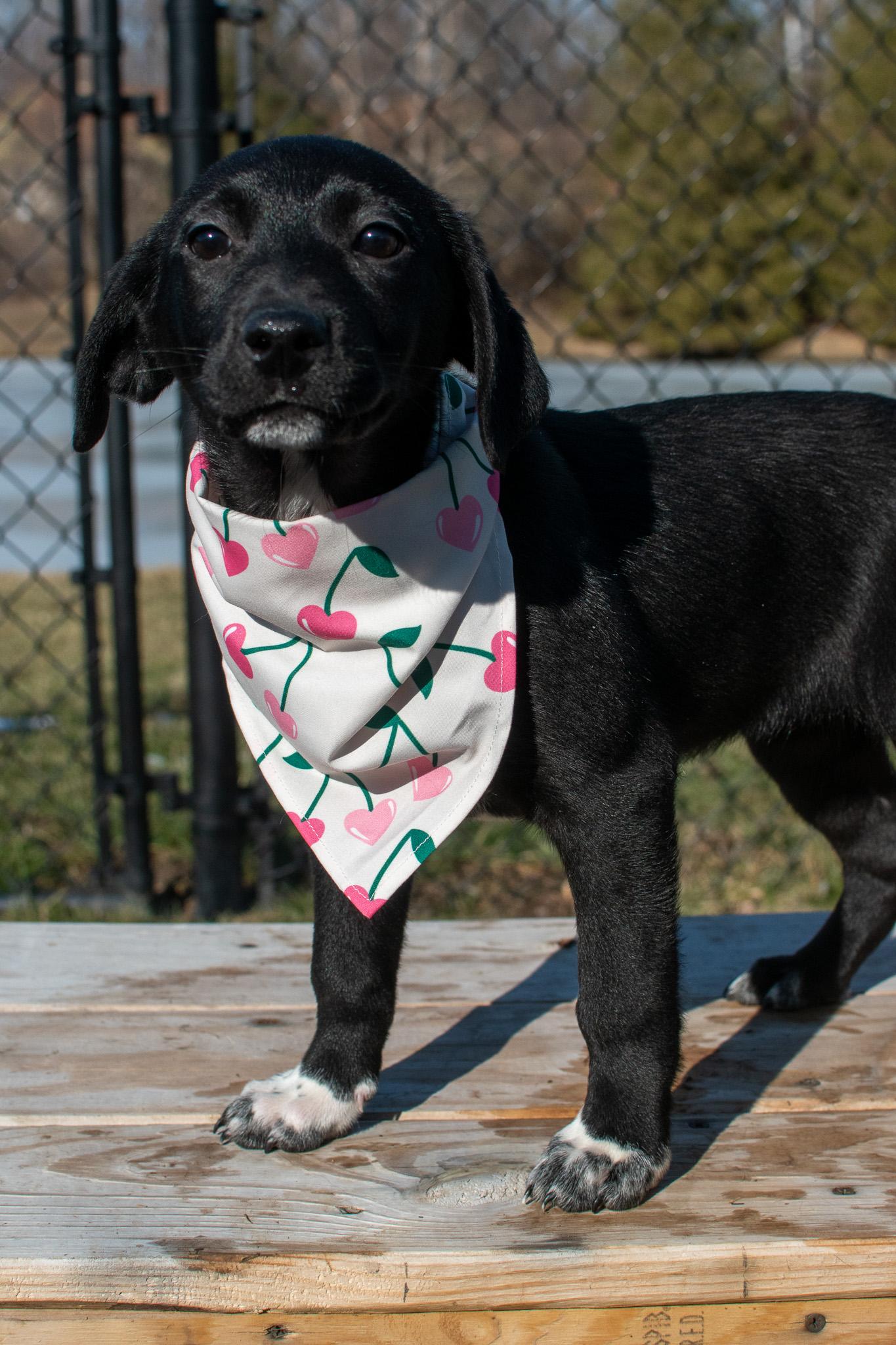 Tilly, a ADOPTABLE mixed breed in Plainfield, IN image 2/5