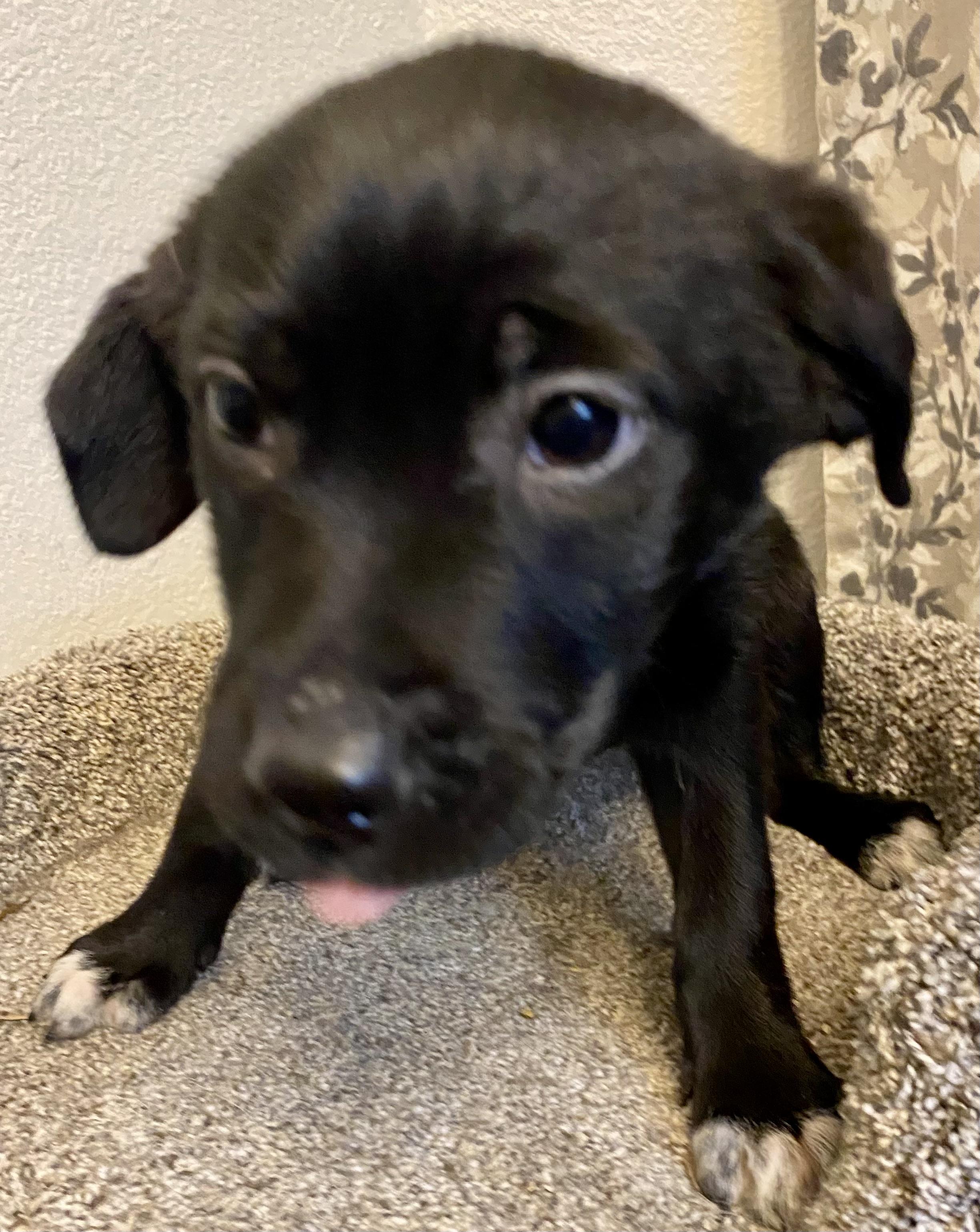 Tilly, a ADOPTABLE mixed breed in Plainfield, IN image 3/5