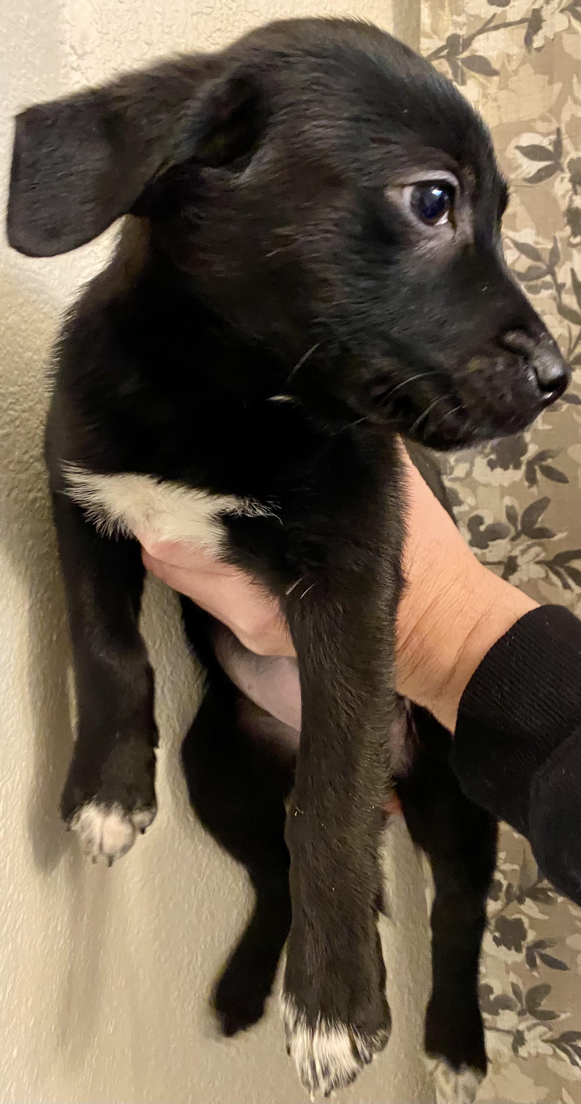 Tilly, a ADOPTABLE mixed breed in Plainfield, IN image 5/5