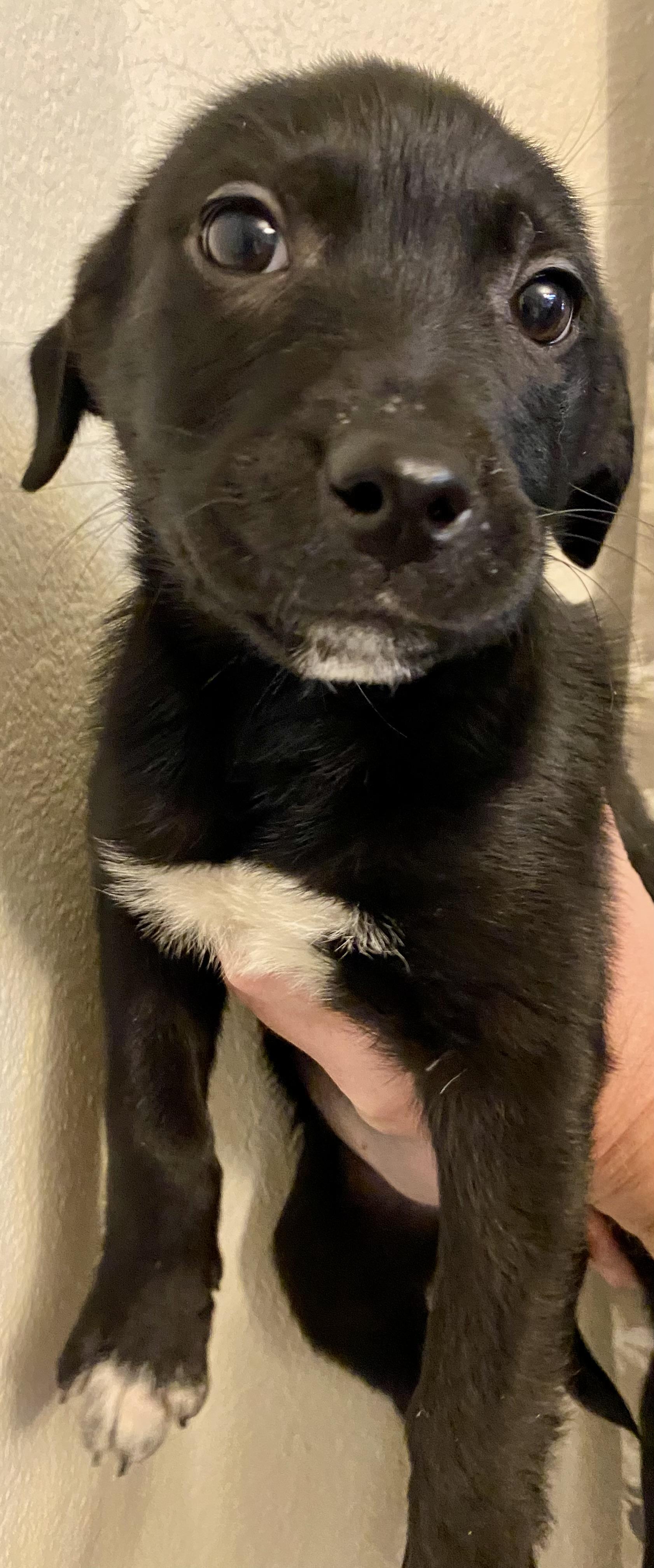 Tilly, a ADOPTABLE mixed breed in Plainfield, IN image 4/5