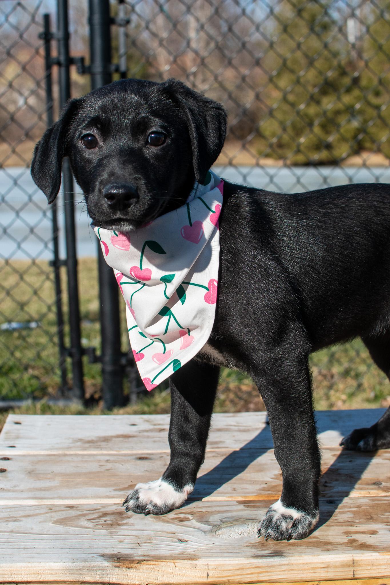 Tilly, ADOPTABLE, Puppy Female Black Labrador Retriever.