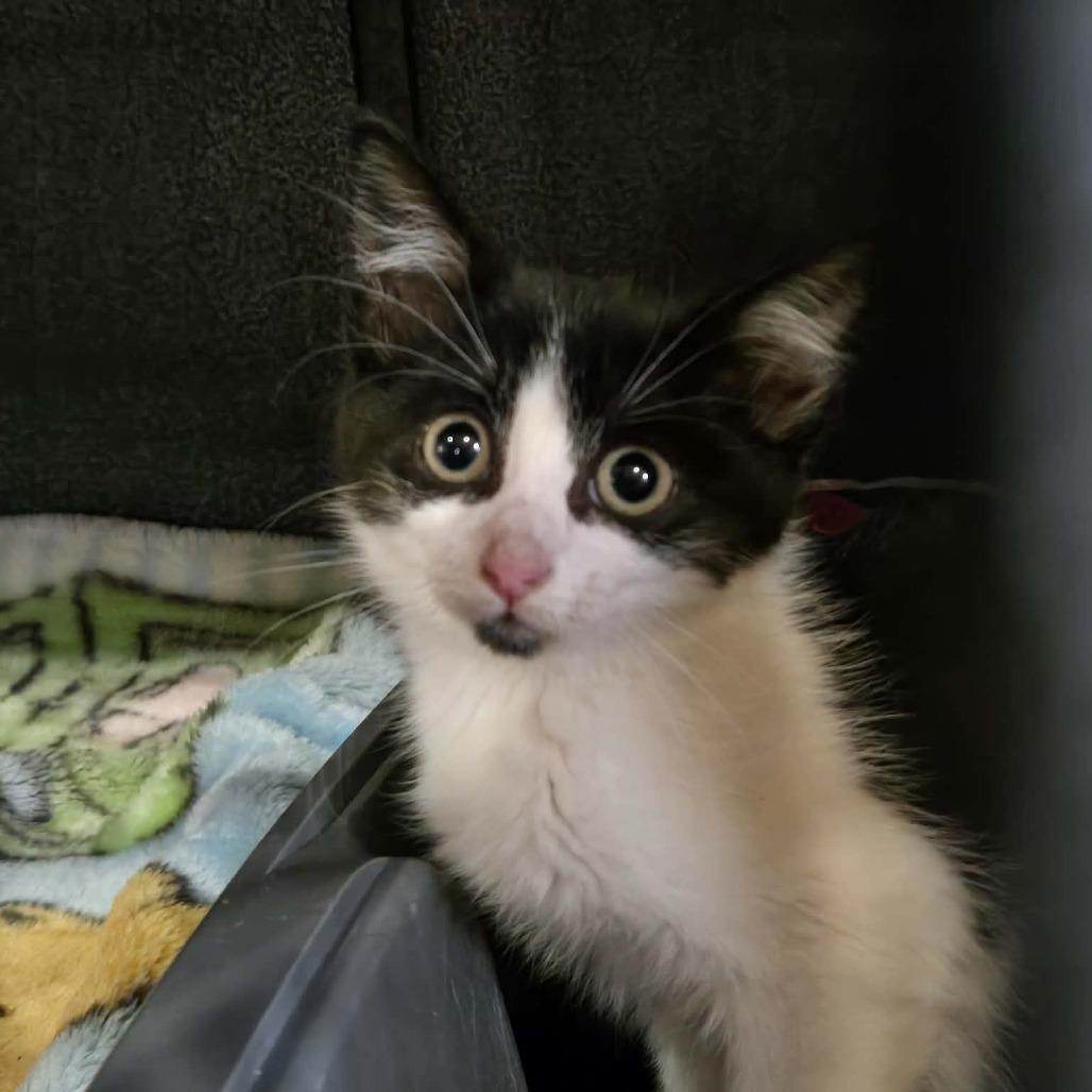 Flower, Adoptable, Kitten Female Domestic Medium Hair.