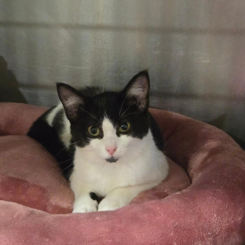 Enlarge Flower, a Adoptable Domestic Medium Hair in Park Falls, WI image 2/2