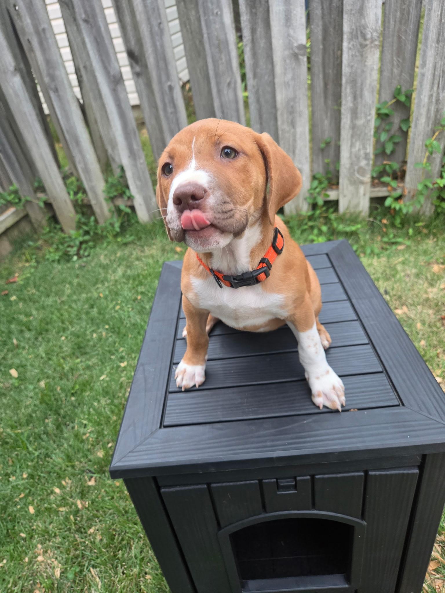 Princess Diana, Adoptable, Puppy Female Labrador Retriever.