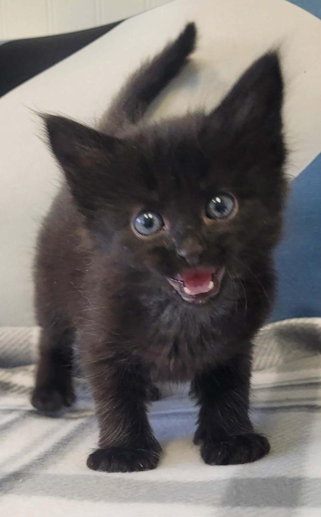 Bop, Adoptable, Kitten Female Domestic Long Hair.