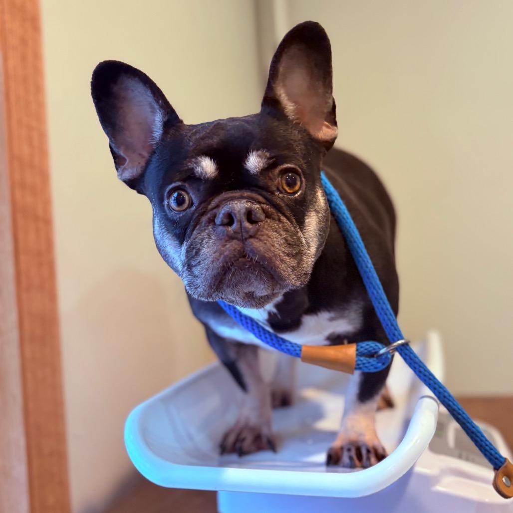 Coco, adopted, Adult Female French Bulldog.
