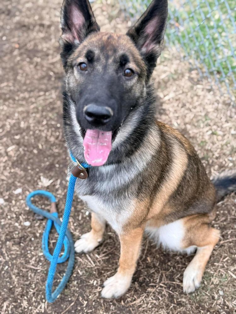 Pixie, Adoptable, Young Female German Shepherd Dog.