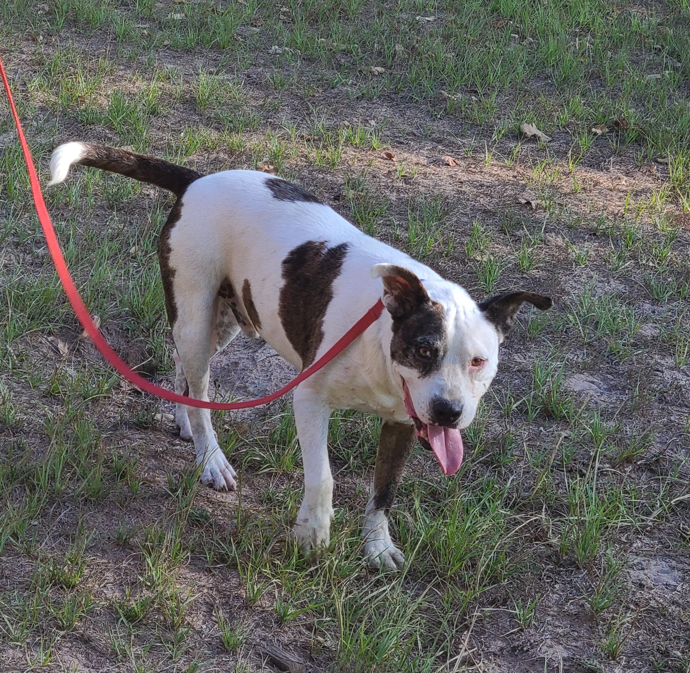 Enlarge Jagger, a Adoptable mixed breed in Sheridan, TX image 1/6