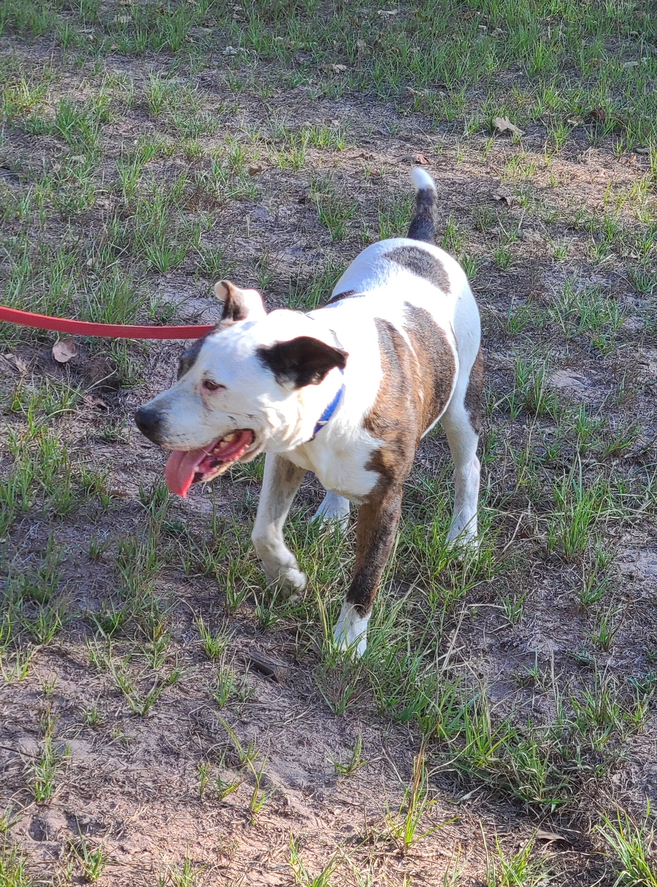 Enlarge Jagger, a Adoptable mixed breed in Sheridan, TX image 3/6