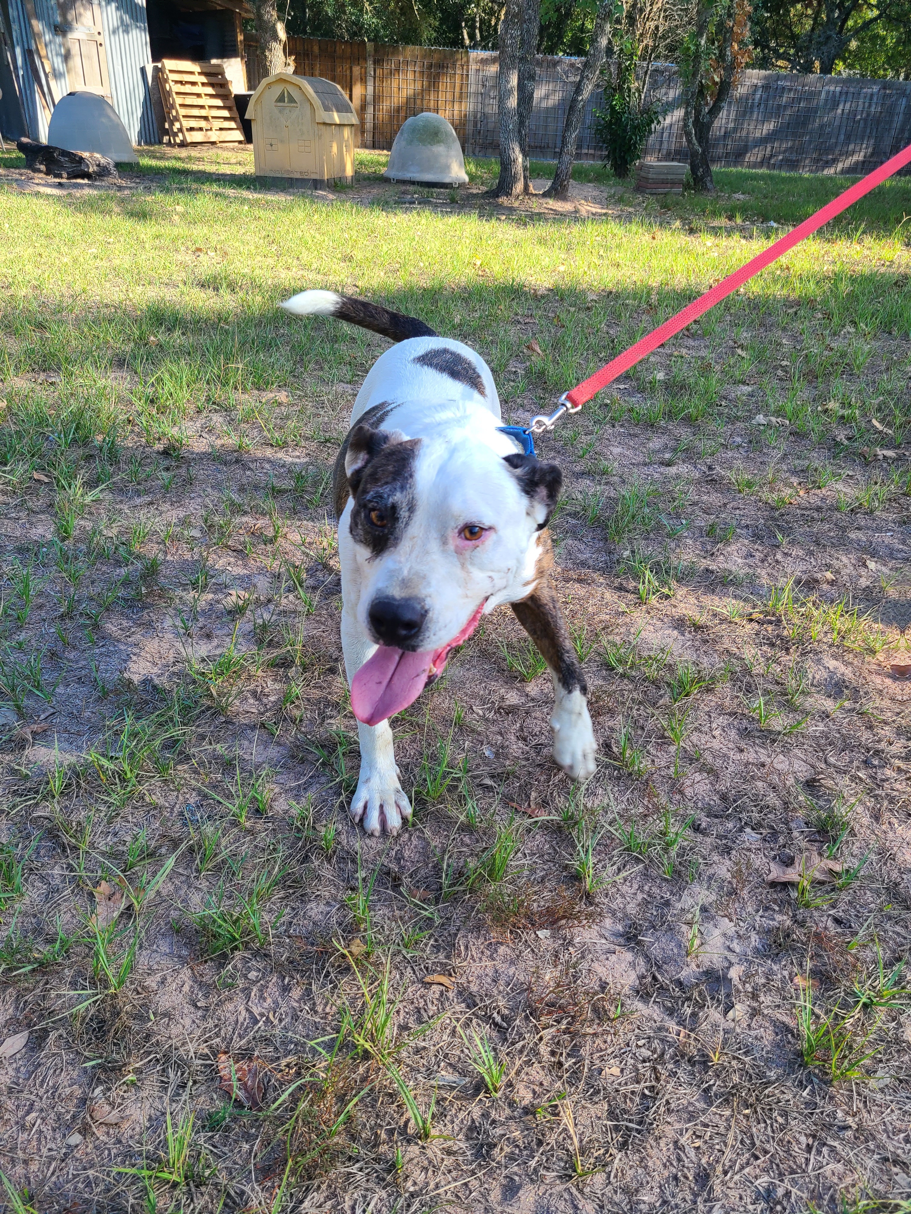 Enlarge Jagger, a Adoptable mixed breed in Sheridan, TX image 4/6