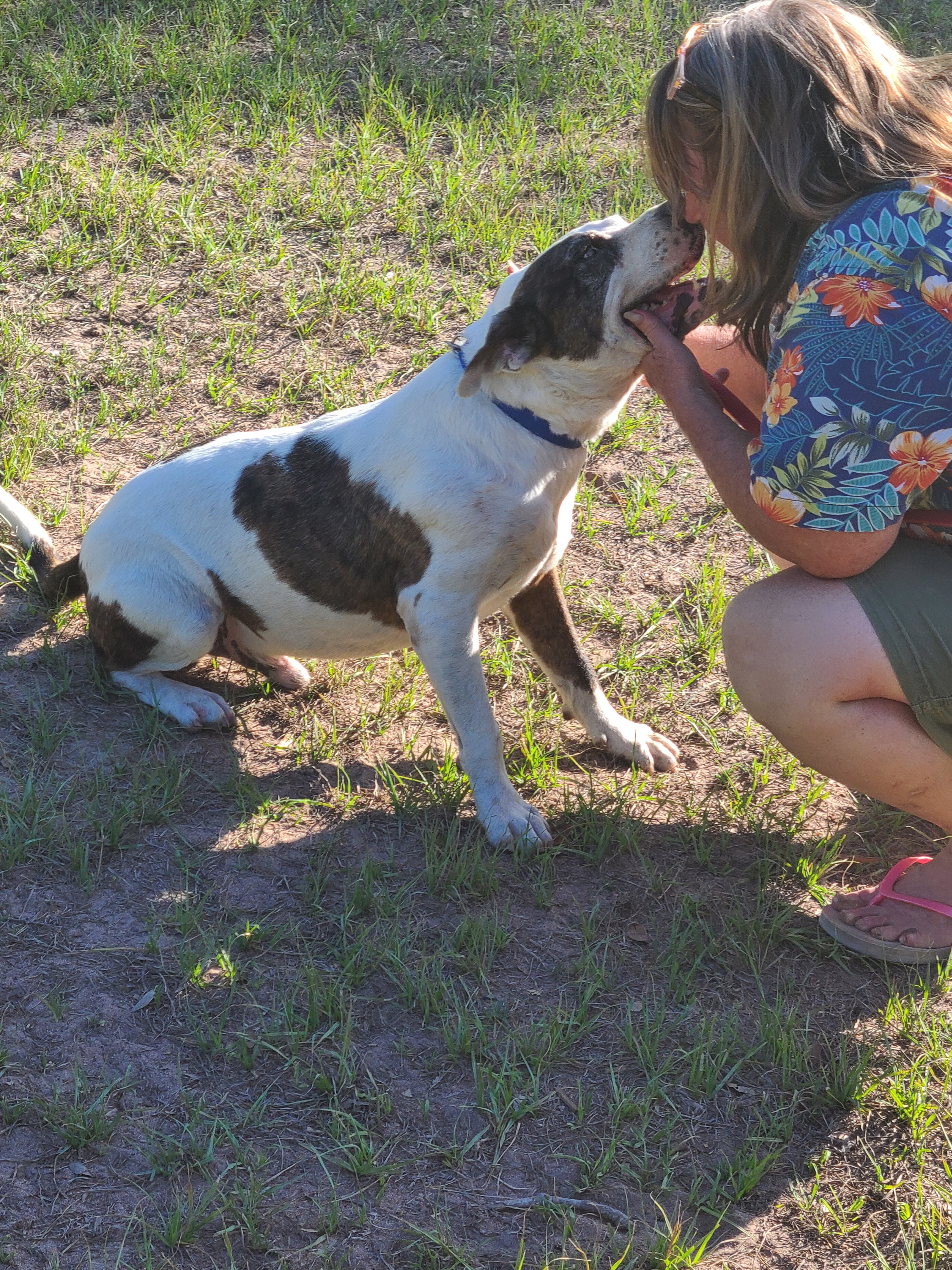 Enlarge Jagger, a Adoptable mixed breed in Sheridan, TX image 5/6