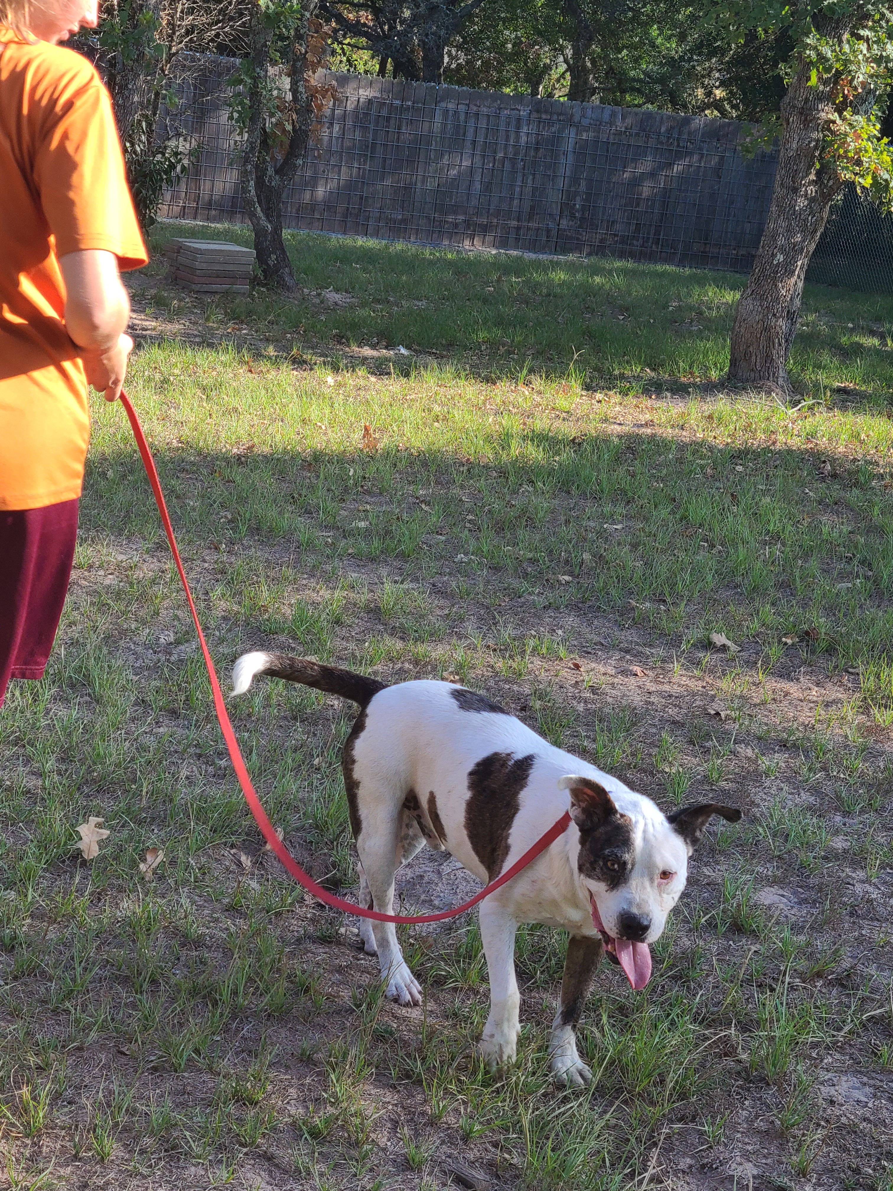Enlarge Jagger, a Adoptable mixed breed in Sheridan, TX image 6/6