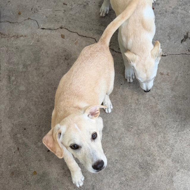 Mater, Adopted, Puppy Male Labrador Retriever & Shepherd.
