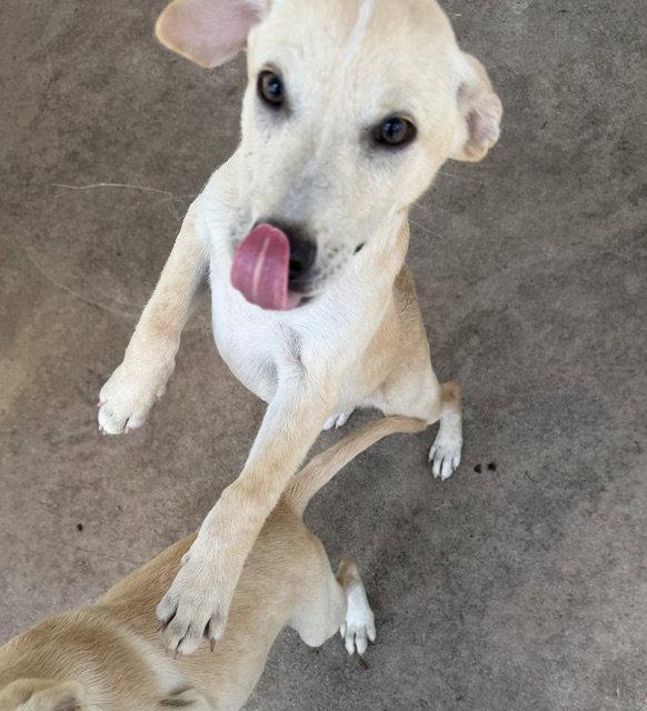 Enlarge Mater, a Adopted mixed breed in Carrollton, GA image 2/3