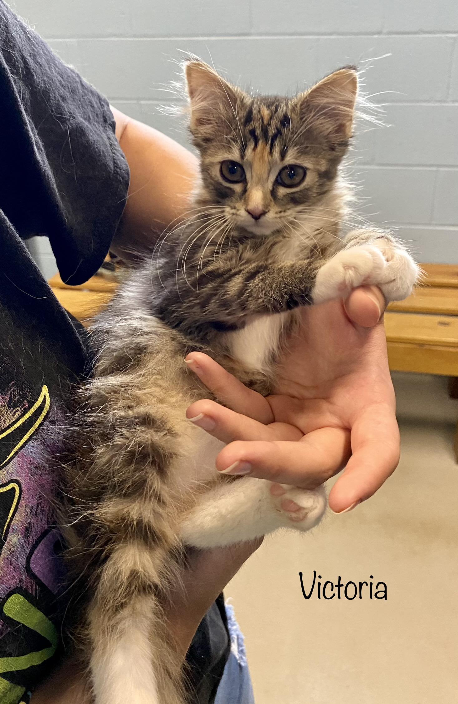 Victoria, an adoptable Domestic Medium Hair Mix in Bedford, VA_image-1