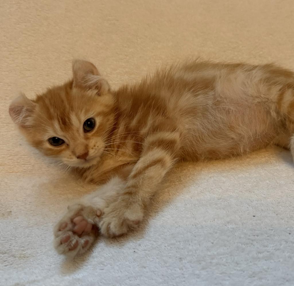 LILY, an adopted American Curl in Savoy, IL image 4/5