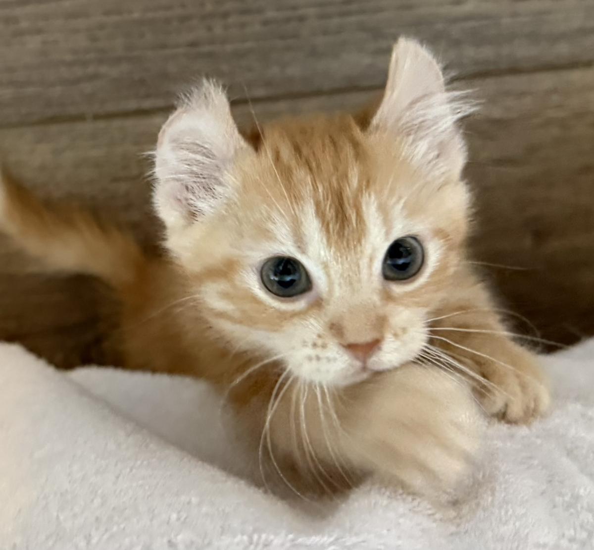 LILY, an adopted American Curl in Savoy, IL image 3/5