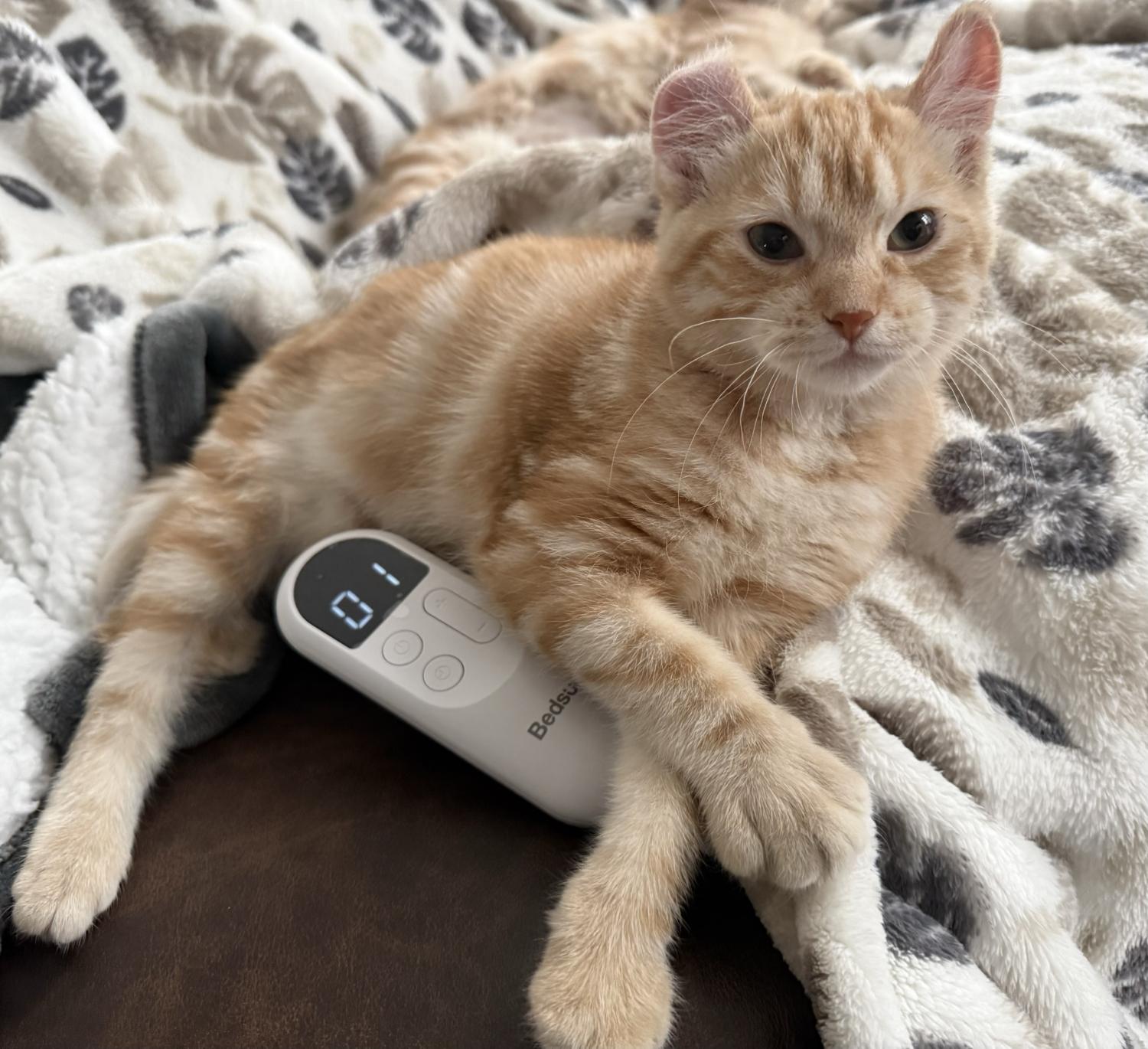 LILY, an adopted American Curl in Savoy, IL image 5/5