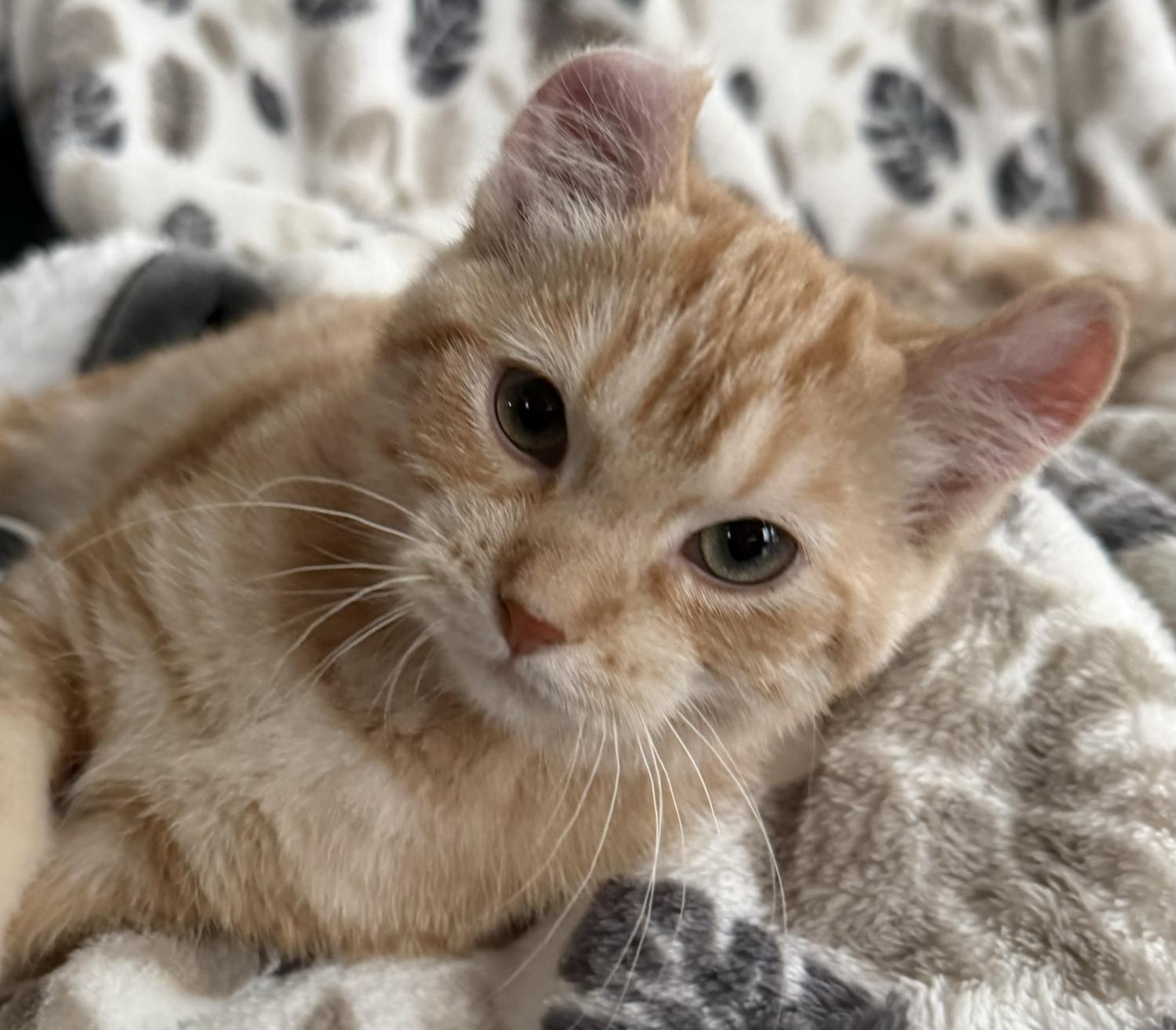 LILY, an adopted American Curl in Savoy, IL image 2/5