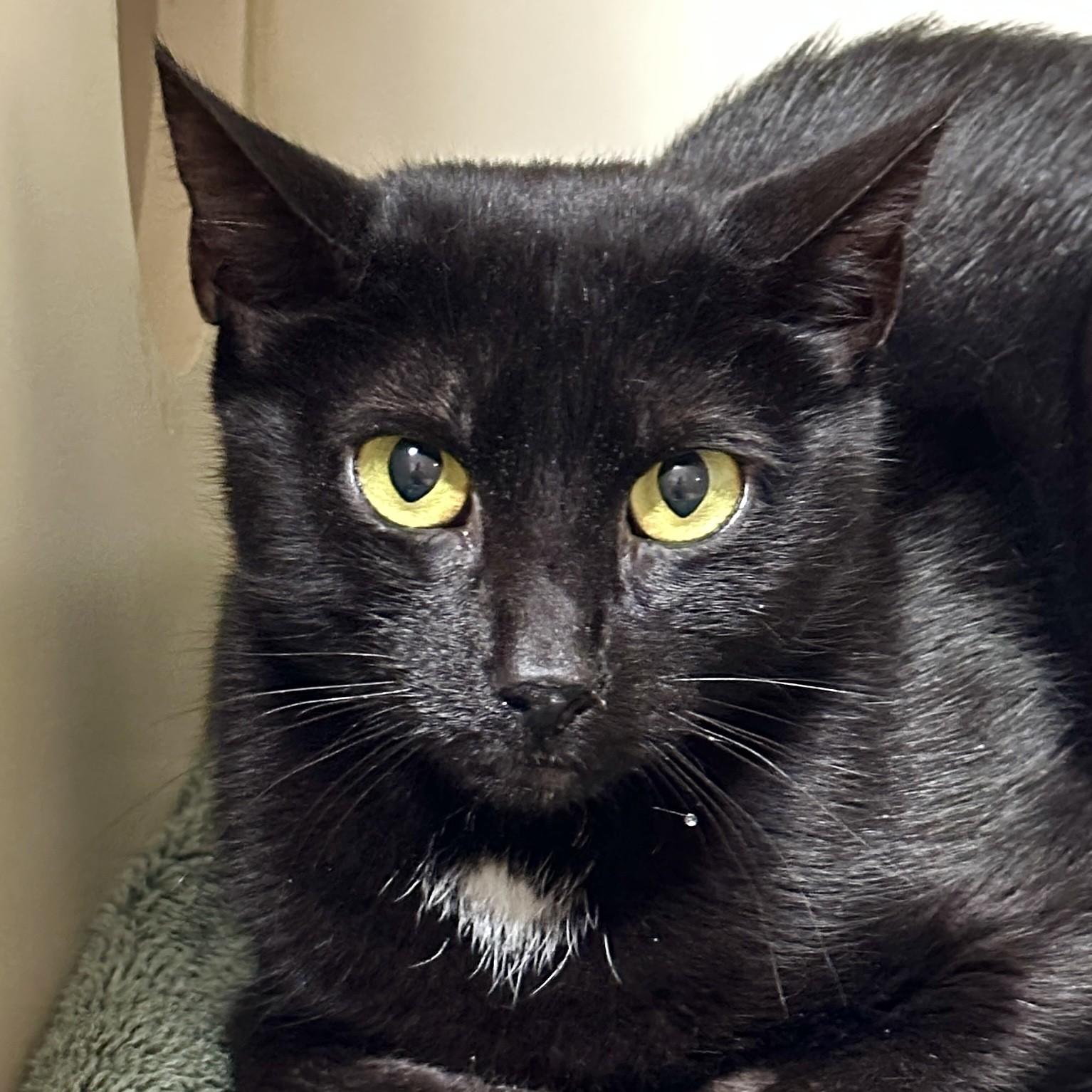 Enlarge Olive, a Adoptable Domestic Short Hair in Victor, NY image 2/5