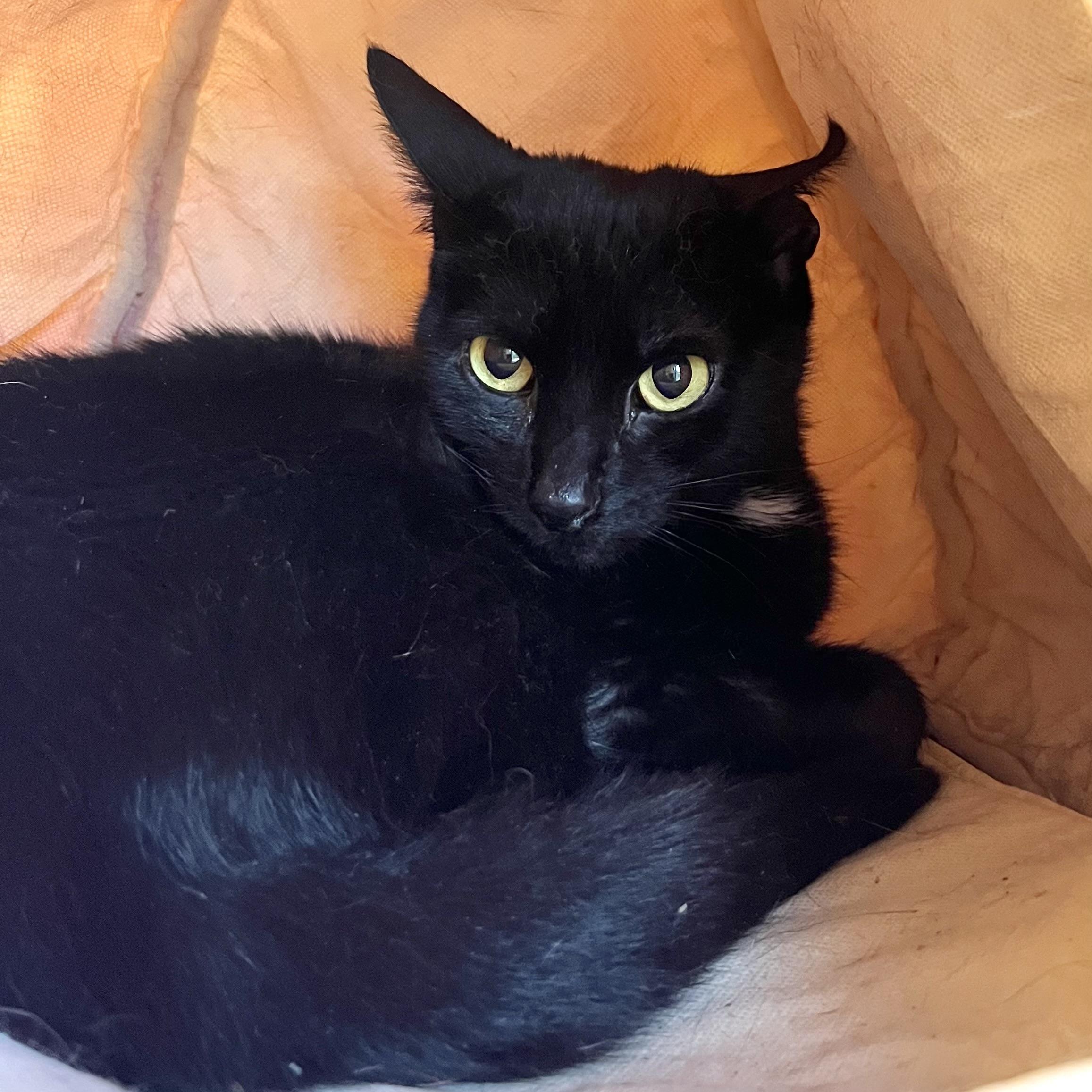 Enlarge Olive, a Adoptable Domestic Short Hair in Victor, NY image 5/5