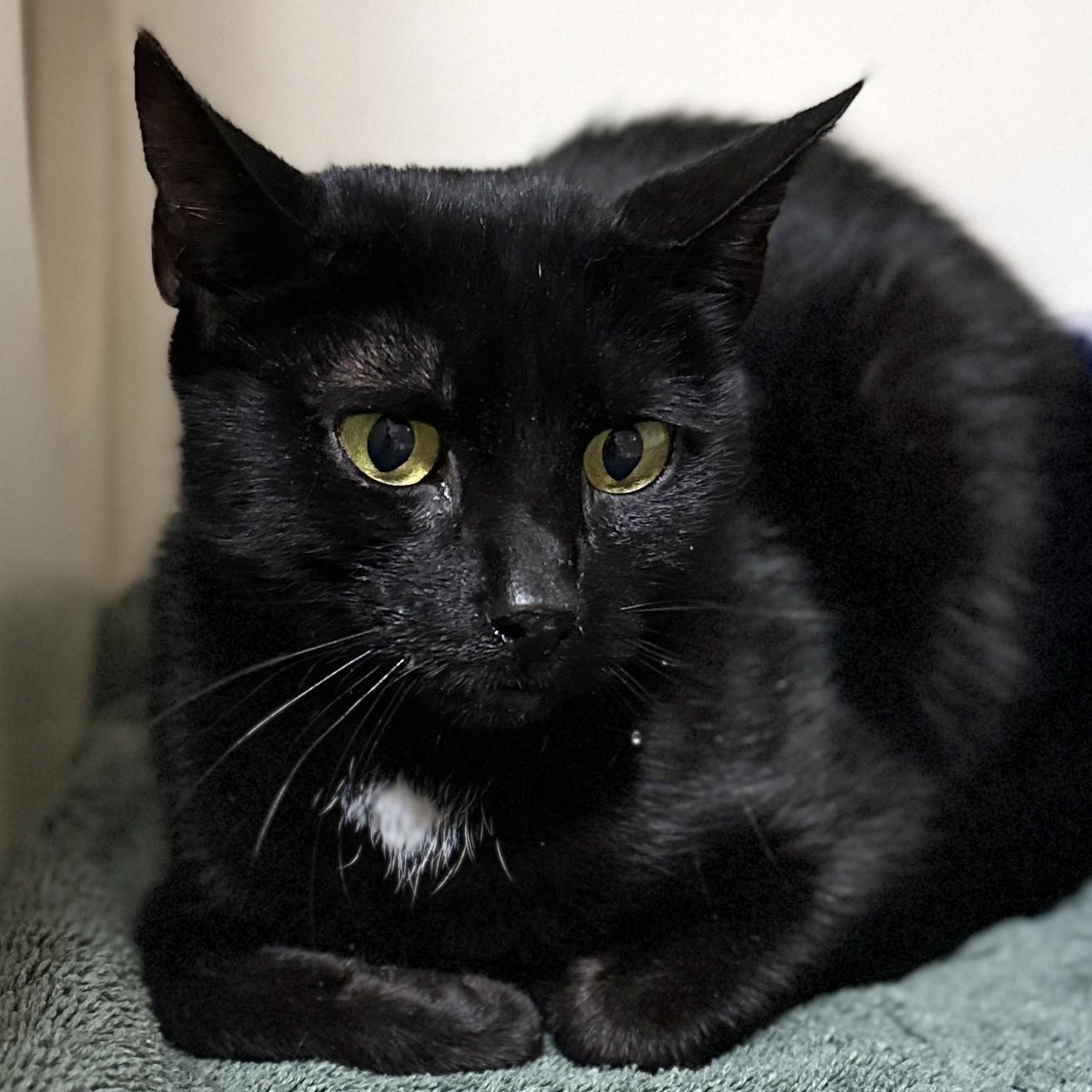 Enlarge Olive, a Adoptable Domestic Short Hair in Victor, NY image 1/5