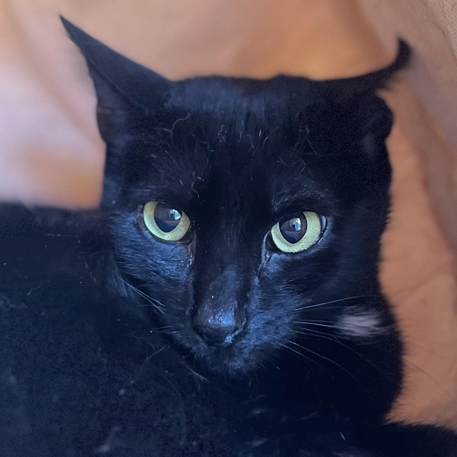 Enlarge Olive, a Adoptable Domestic Short Hair in Victor, NY image 4/5