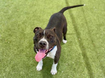 Enlarge Brazo, a Adoptable mixed breed in Phoenix, AZ image 1/3