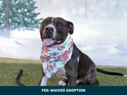 Enlarge Brazo, a Adoptable mixed breed in Phoenix, AZ image 2/3