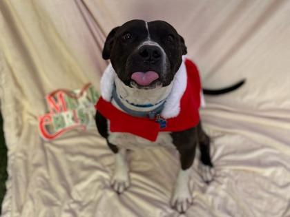 Enlarge Brazo, a Adoptable mixed breed in Phoenix, AZ image 3/3