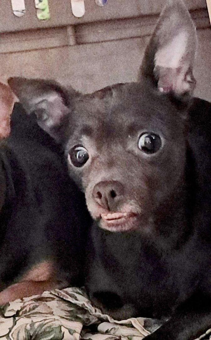 Hazel, Adoptable, Young Female Chihuahua & Miniature Pinscher.