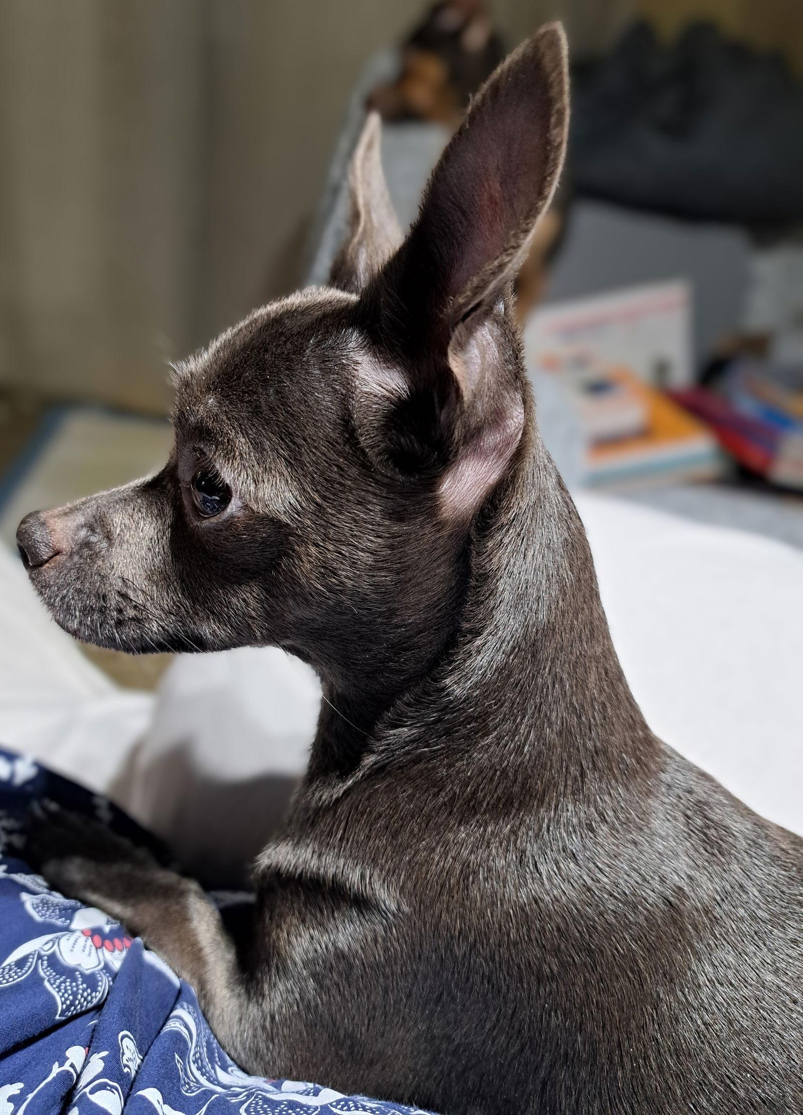 Enlarge Hazel, a Adoptable mixed breed in Baileyton, AL image 2/3