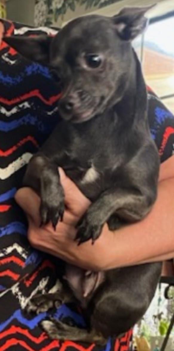 Enlarge Hazel, a Adoptable mixed breed in Baileyton, AL image 3/3