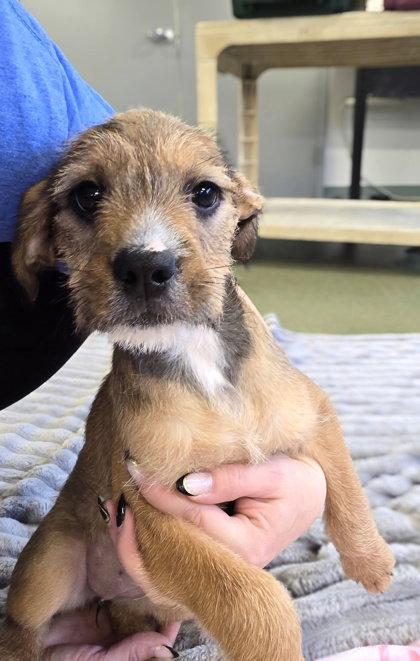 Enlarge Exploremore, a Adoptable Terrier in Midland, VA image 1/1