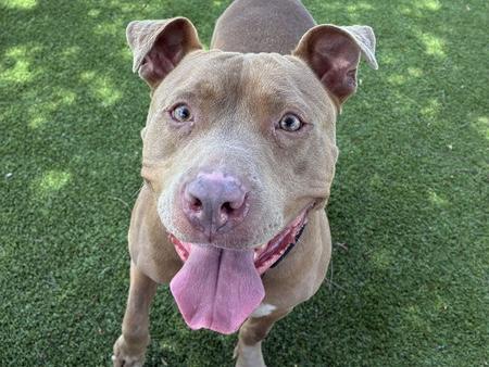 CITA, Adoptable, Adult Female Pit Bull Terrier & Mixed Breed.