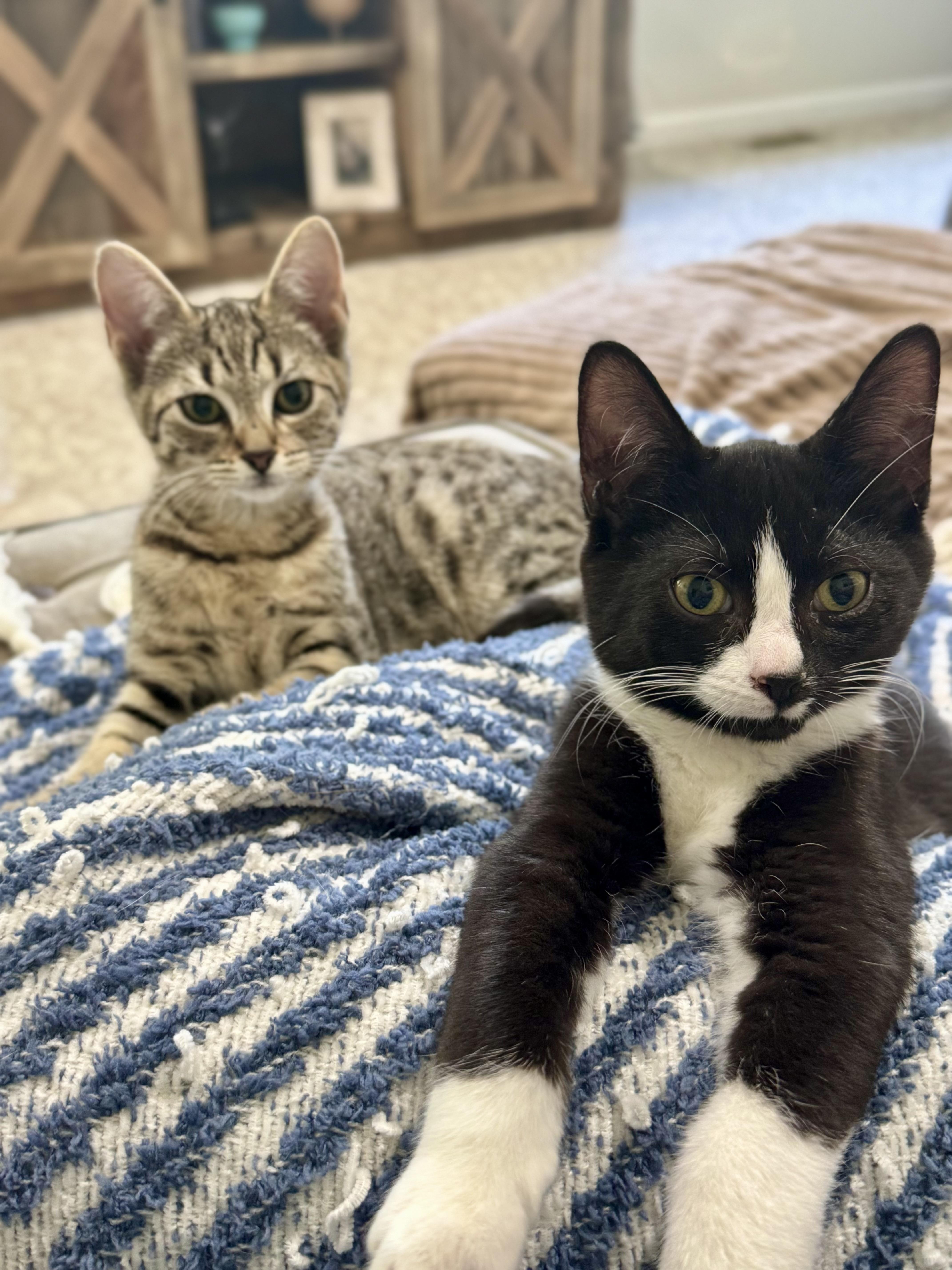 Chip and Spicy (bonded siblings), a Adoptable Domestic Short Hair in Howell, MI image 2/6