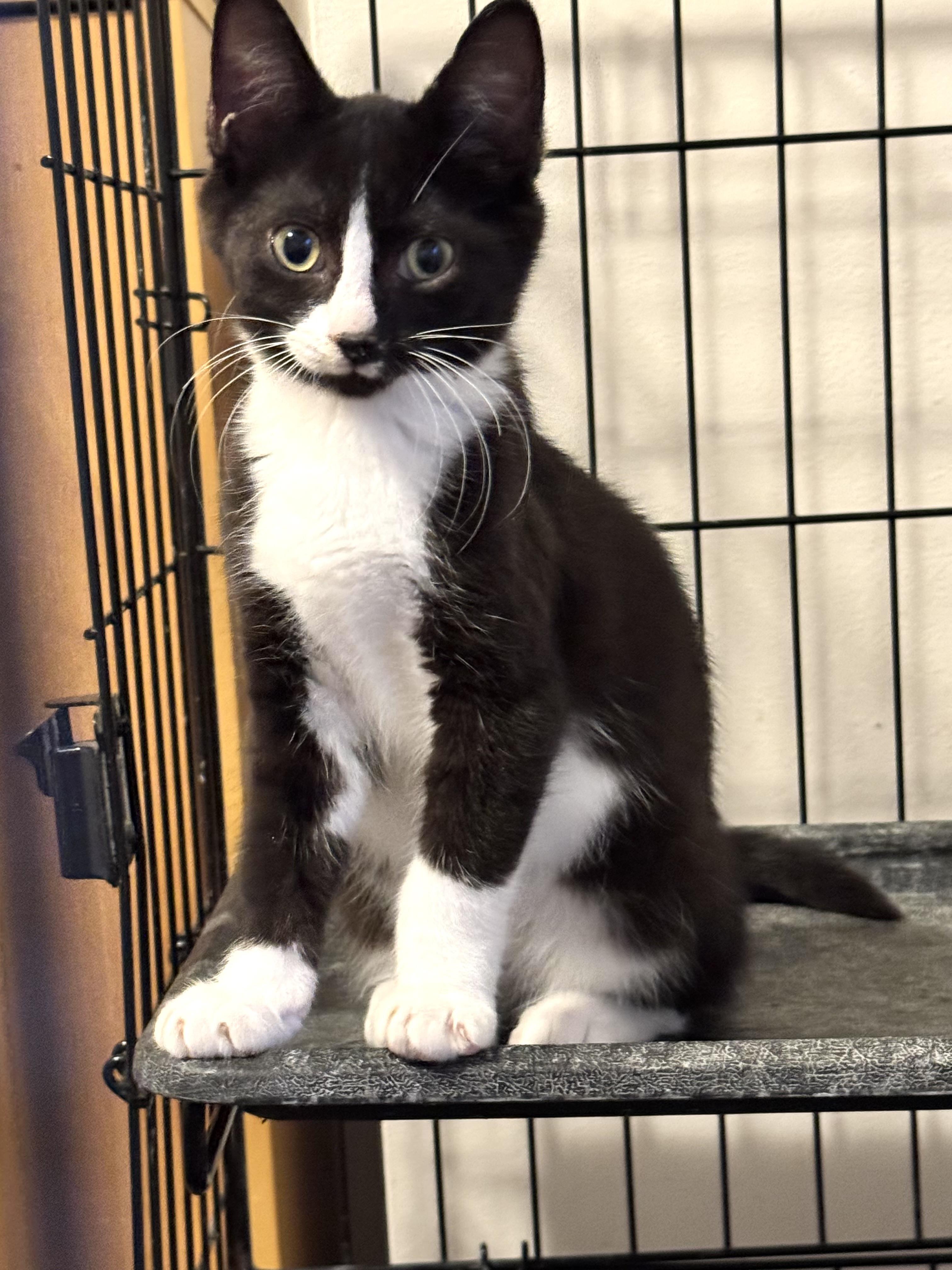 Chip and Spicy (bonded siblings), a Adoptable Domestic Short Hair in Howell, MI image 3/6