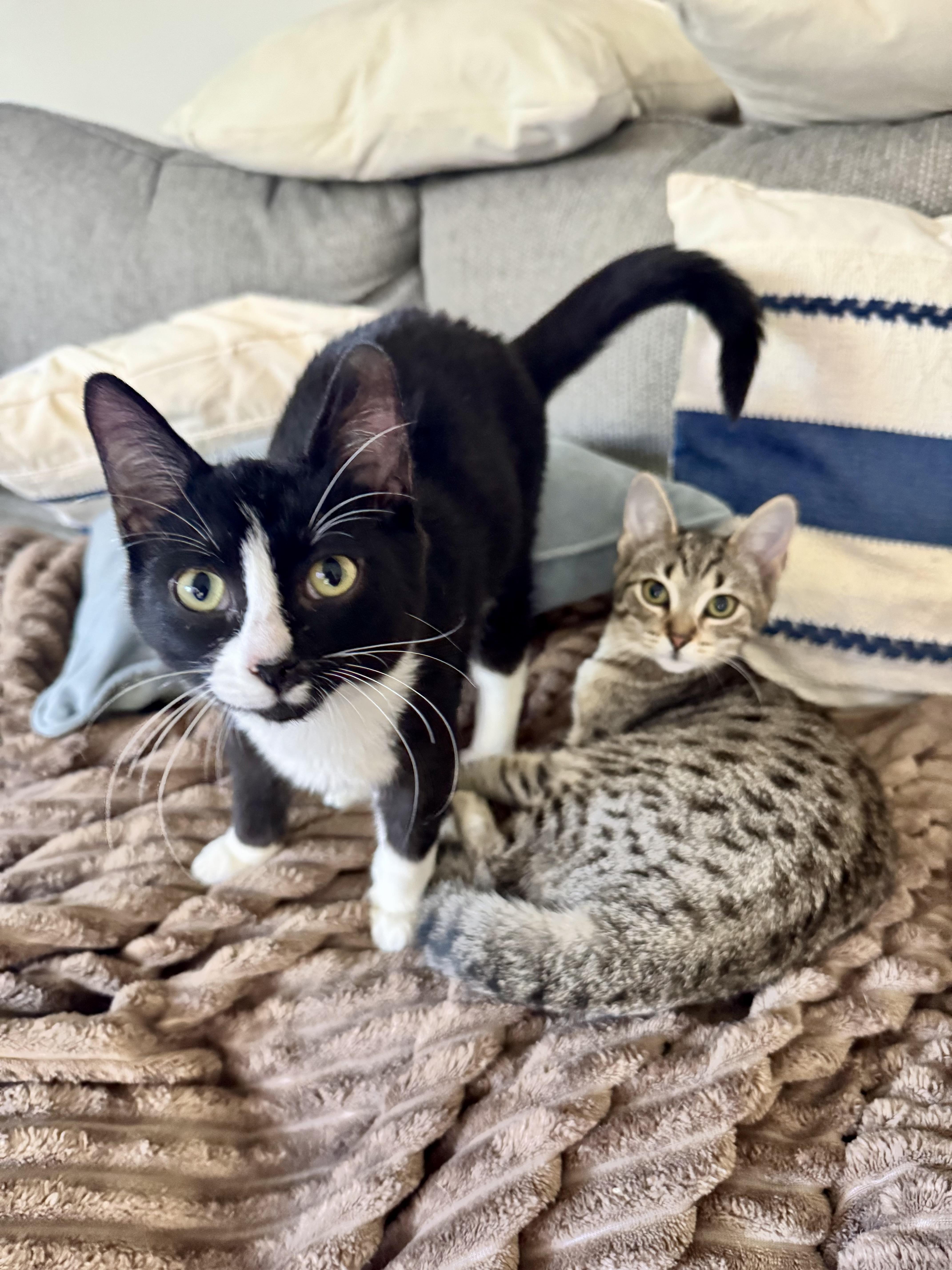Chip and Spicy (bonded siblings), a Adoptable Domestic Short Hair in Howell, MI image 4/6