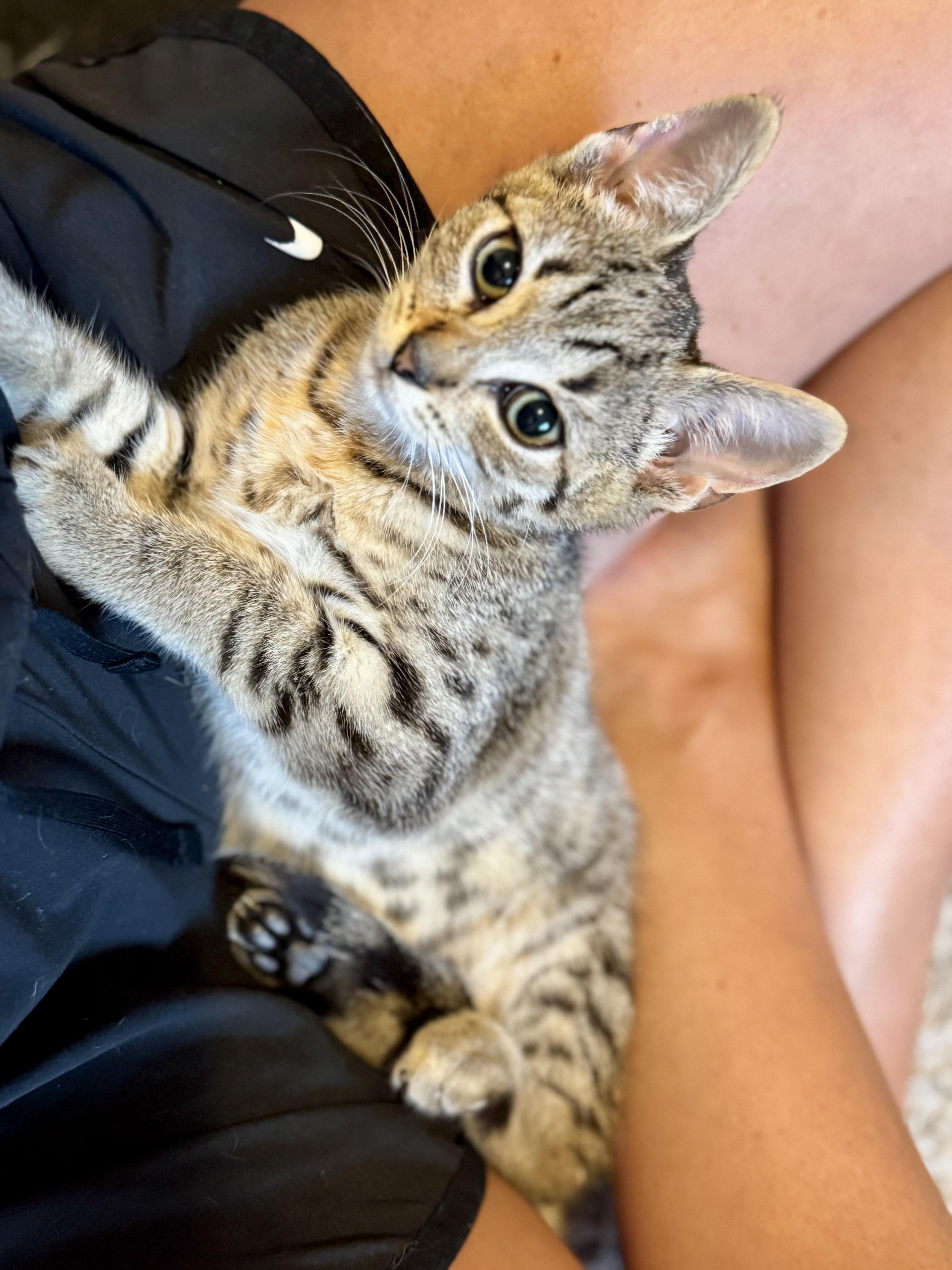 Chip and Spicy (bonded siblings), a Adoptable Domestic Short Hair in Howell, MI image 5/6