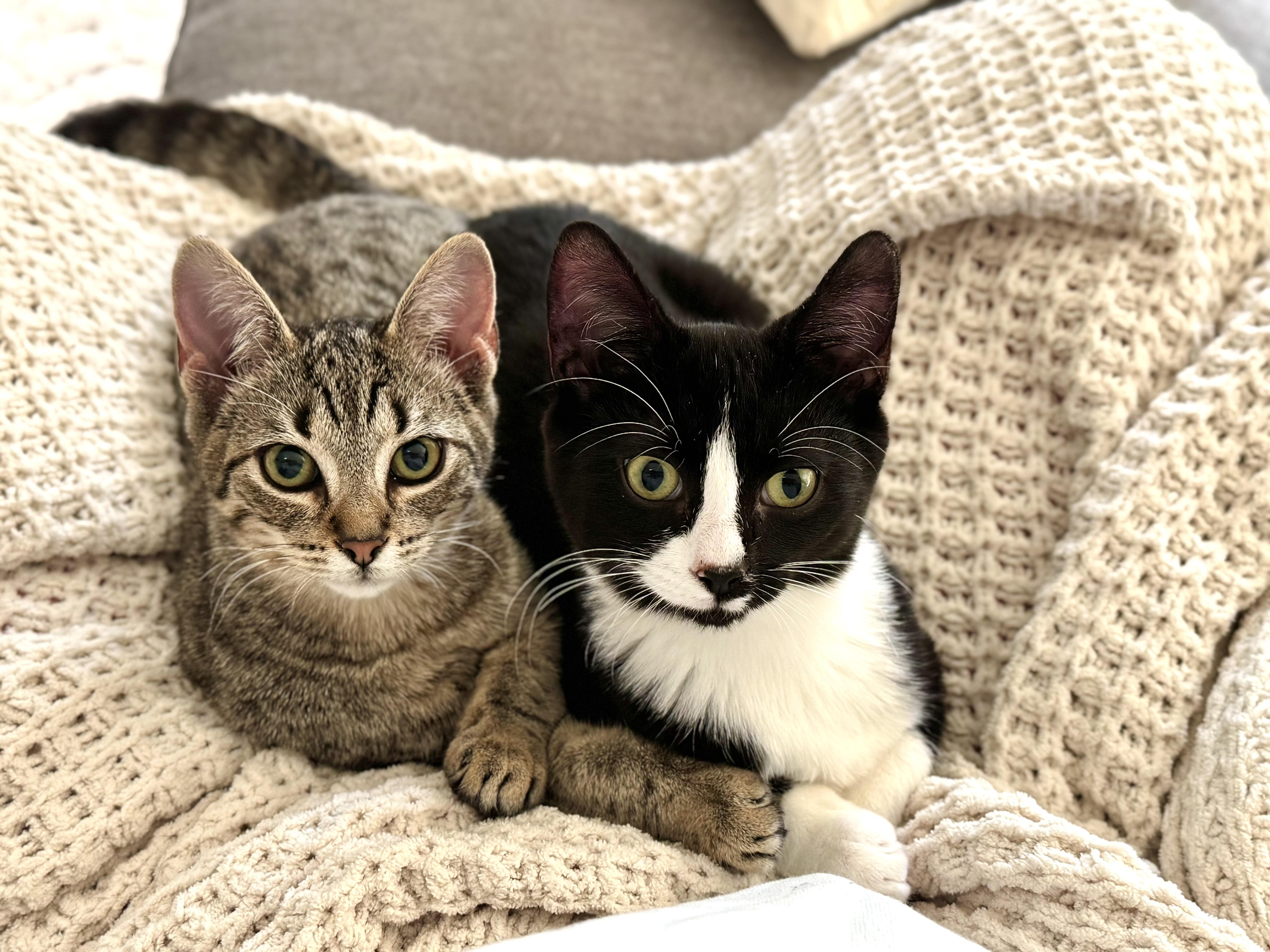 Chip and Spicy (bonded brother and sister)