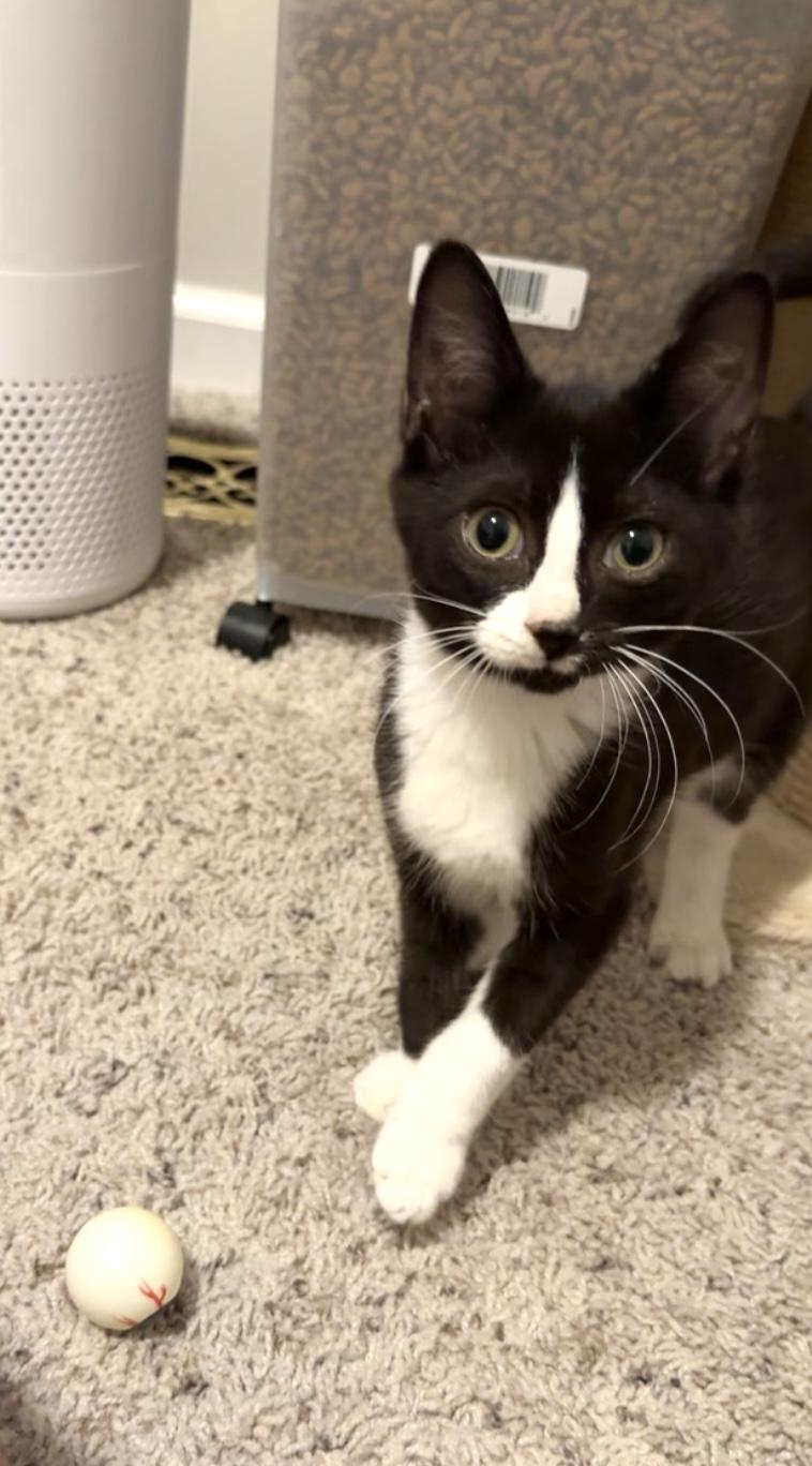 Chip and Spicy (bonded brother and sister)