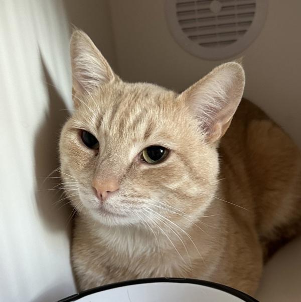 Enlarge Hamnet, a Adoptable mixed breed in Walnut Creek, CA image 1/2