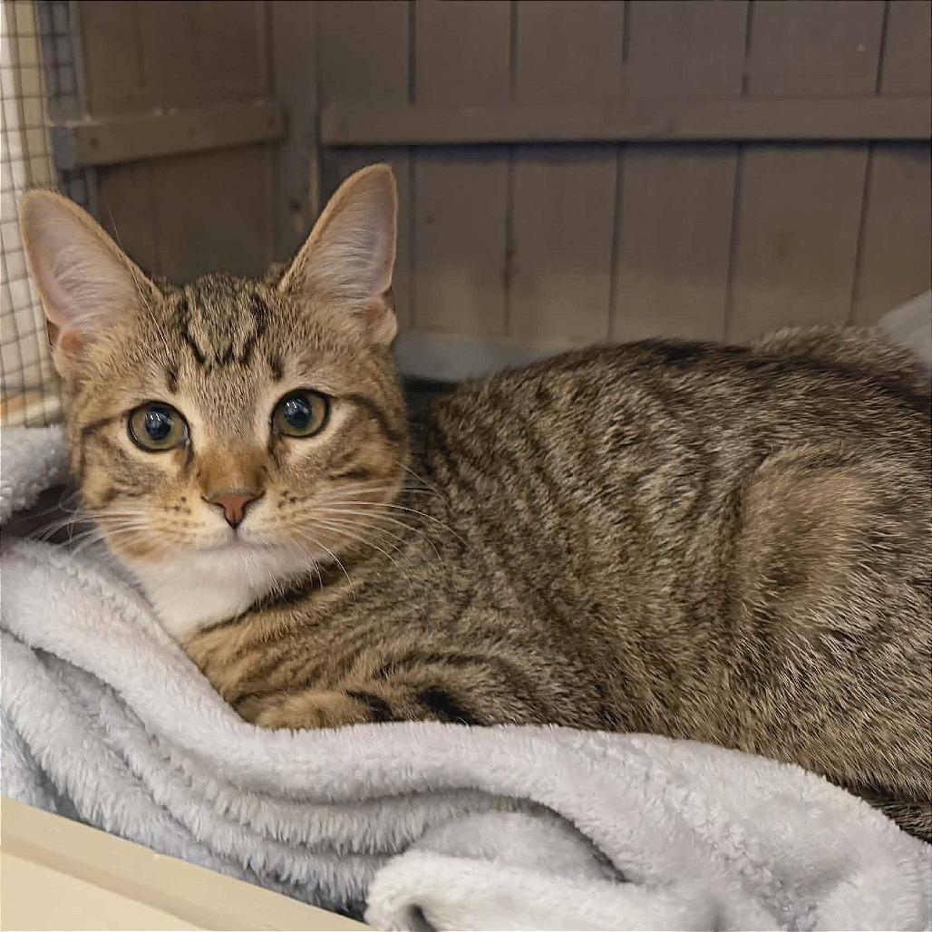 Enlarge Hiccup adopt with Toothless, a Adoptable Domestic Short Hair in Fayetteville, GA image 2/3