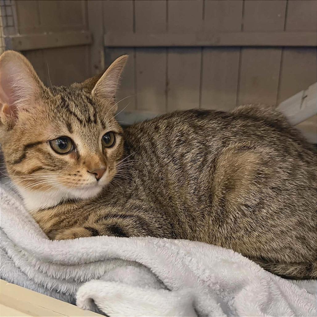 Enlarge Hiccup adopt with Toothless, a Adoptable Domestic Short Hair in Fayetteville, GA image 3/3