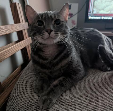 Enlarge Macaroon, a ADOPTABLE Domestic Short Hair in Calgary, AB image 2/4