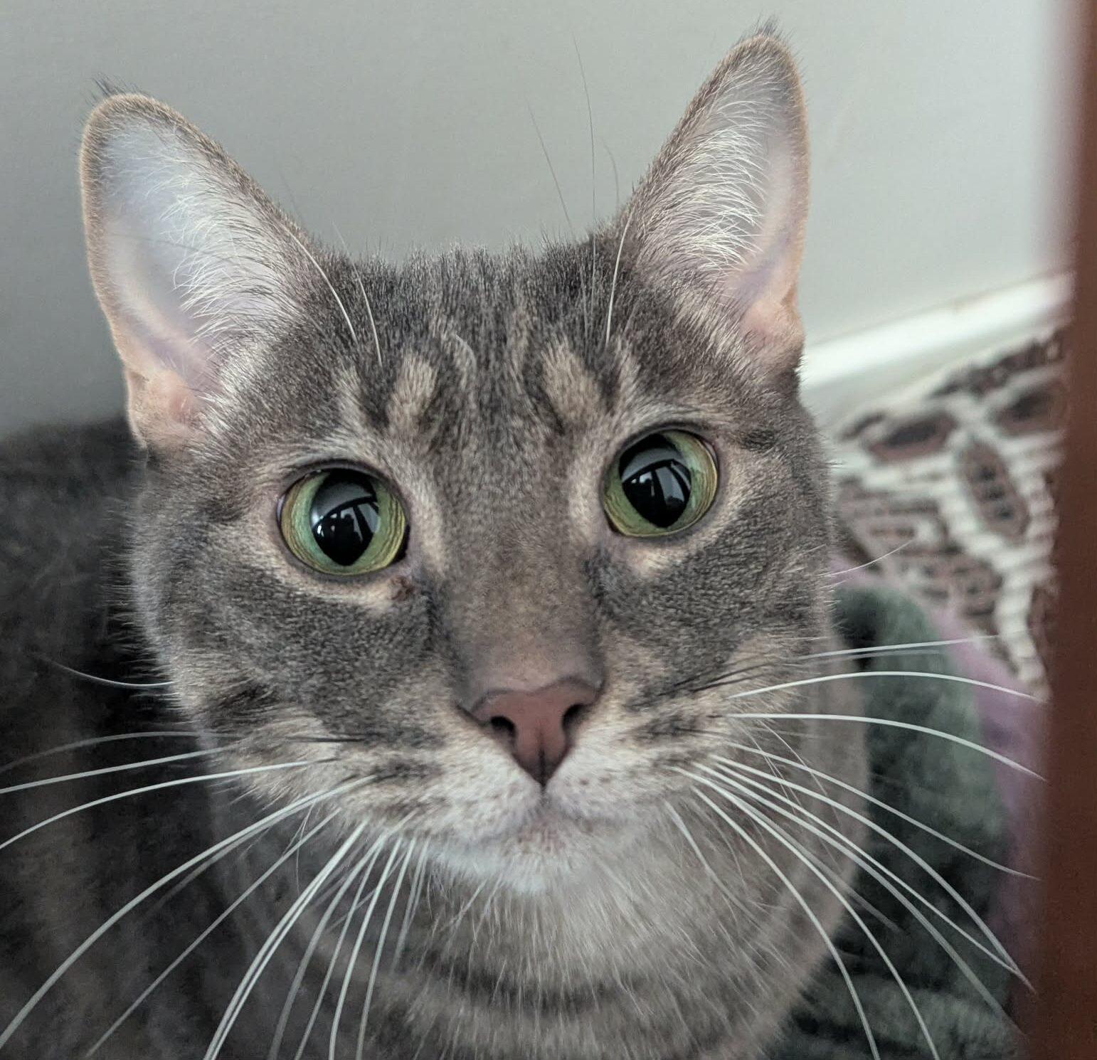 Enlarge Macaroon, a ADOPTABLE Domestic Short Hair in Calgary, AB image 1/4