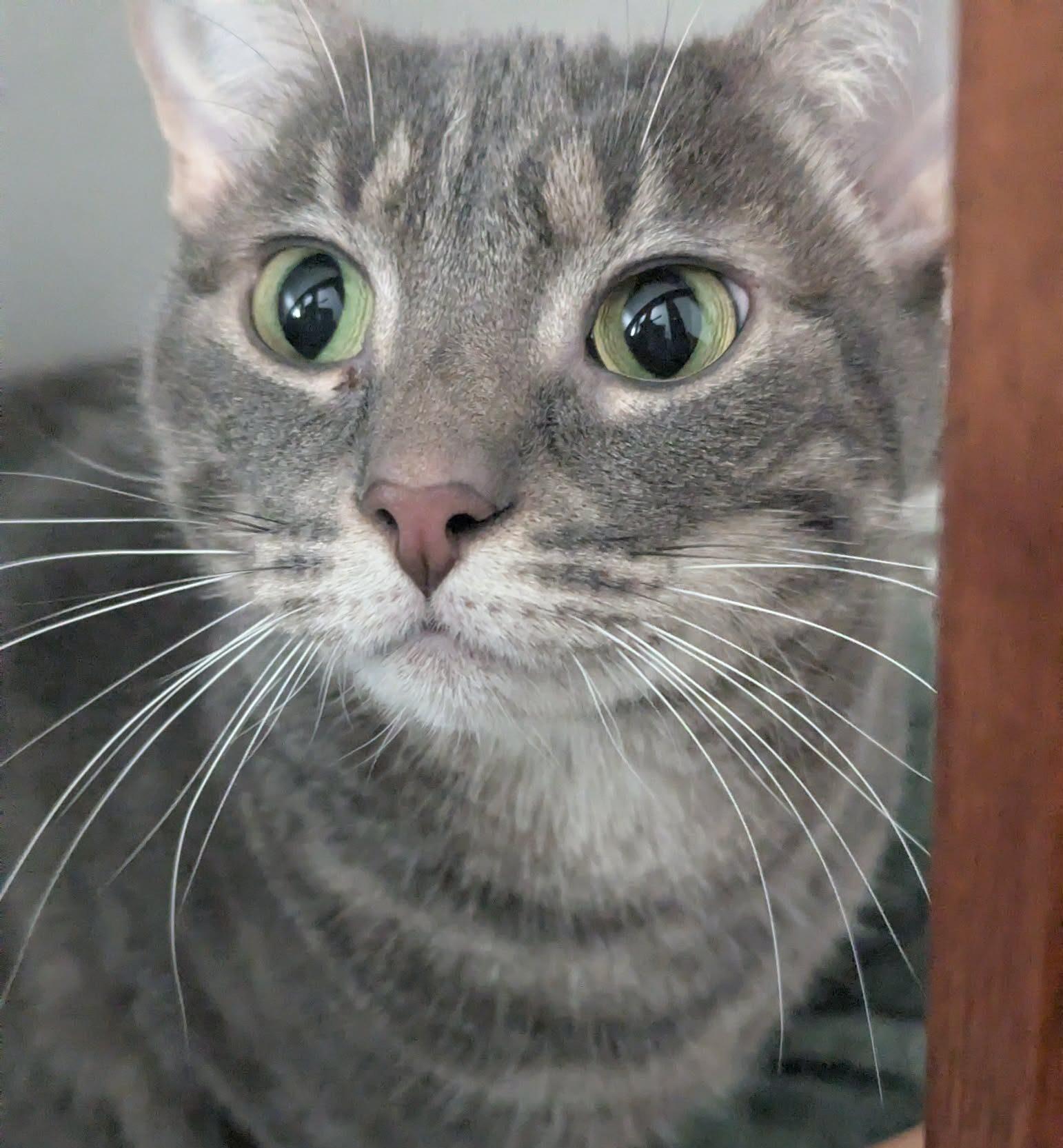 Enlarge Macaroon, a ADOPTABLE Domestic Short Hair in Calgary, AB image 3/4