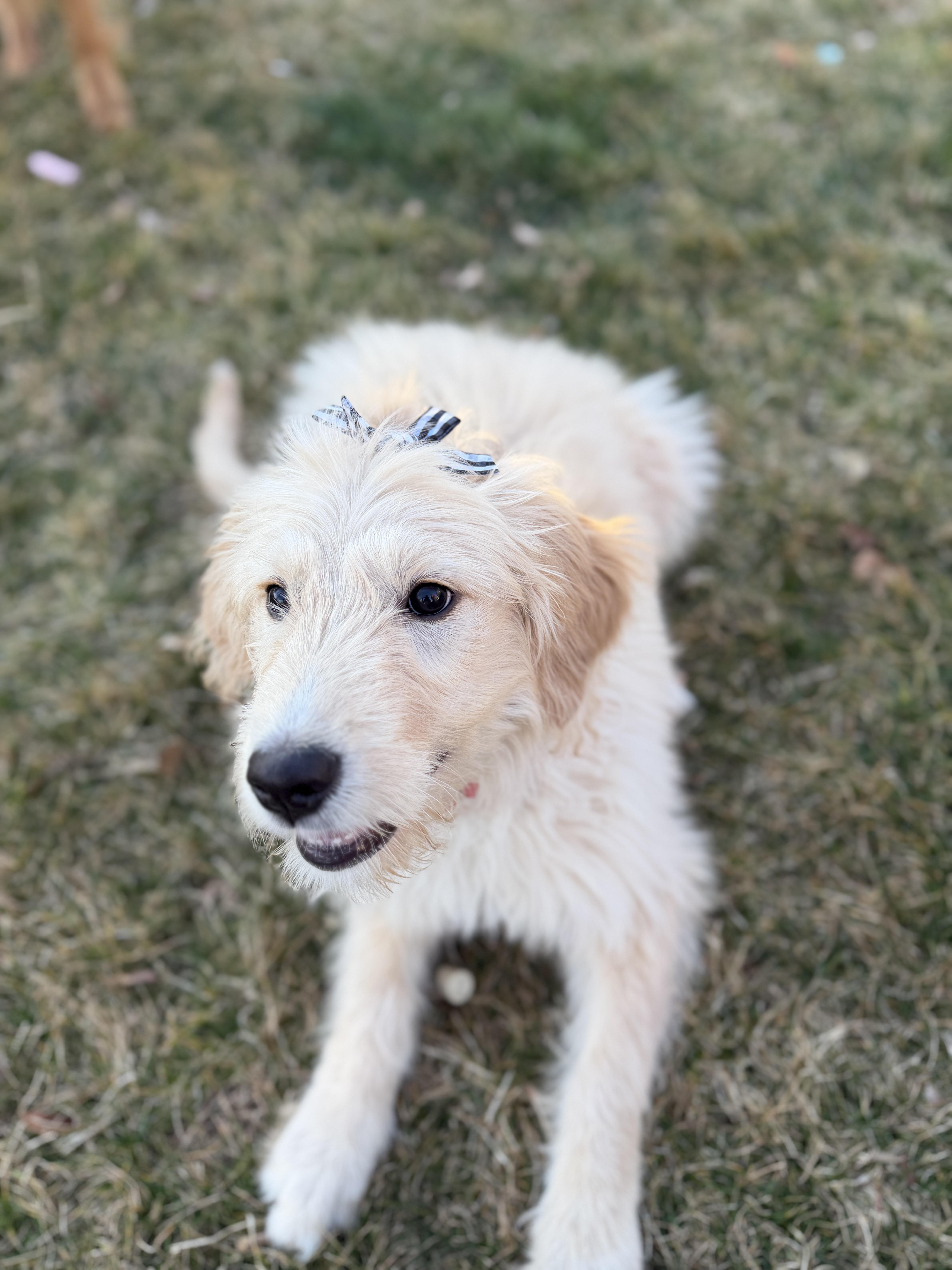 Harlie — thumbnail 2