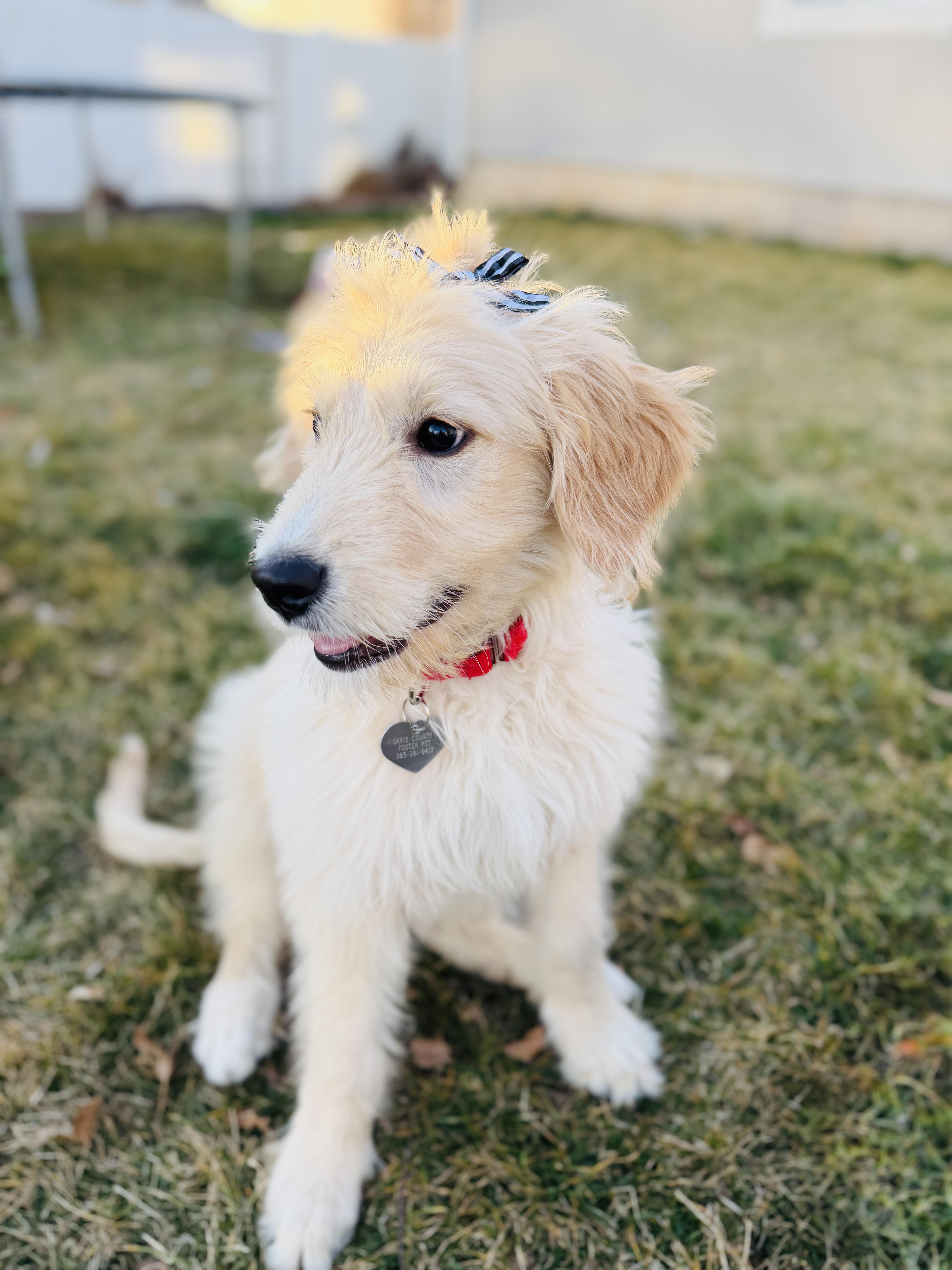 Harlie — thumbnail 3