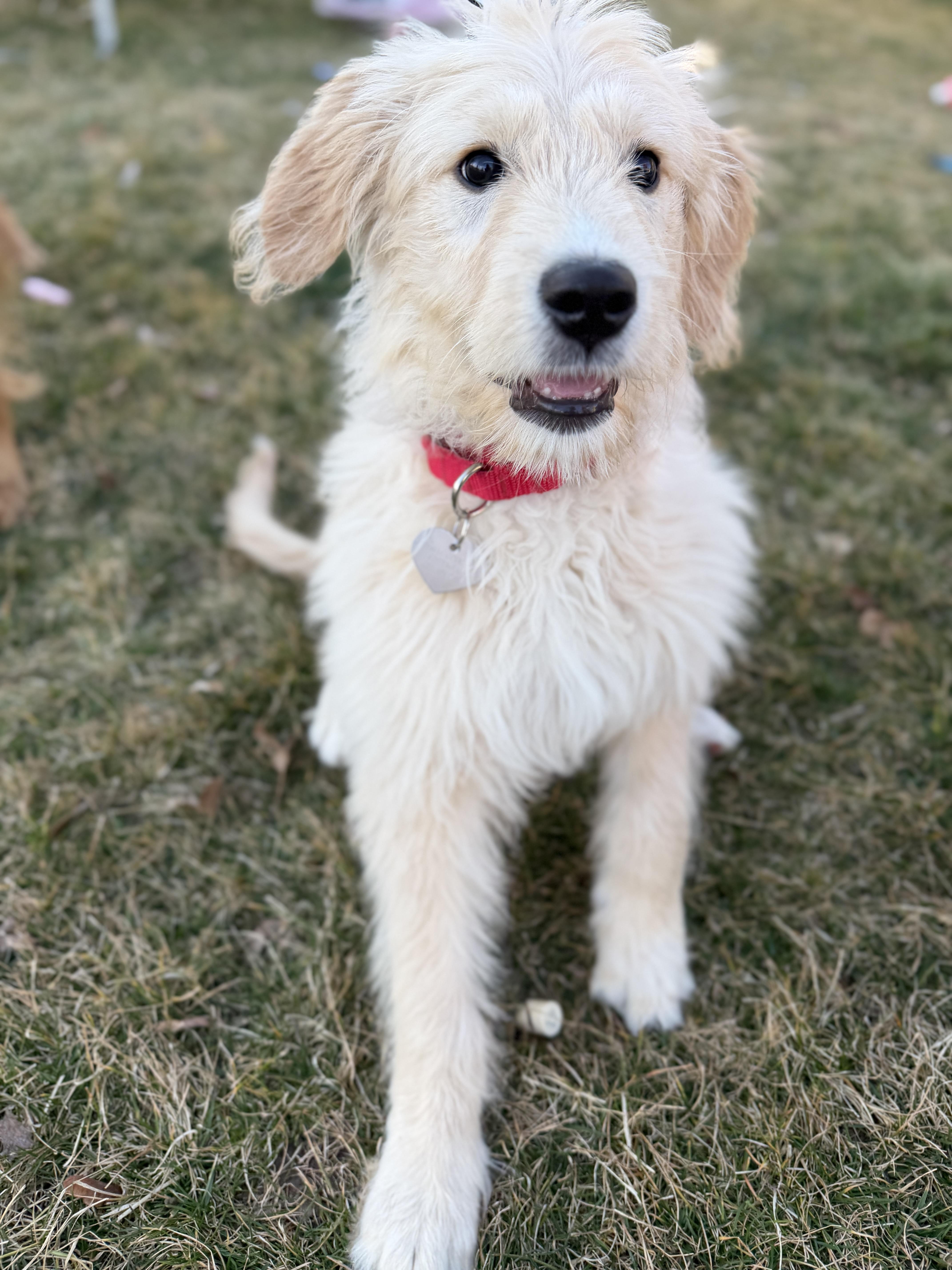 Harlie — thumbnail 4